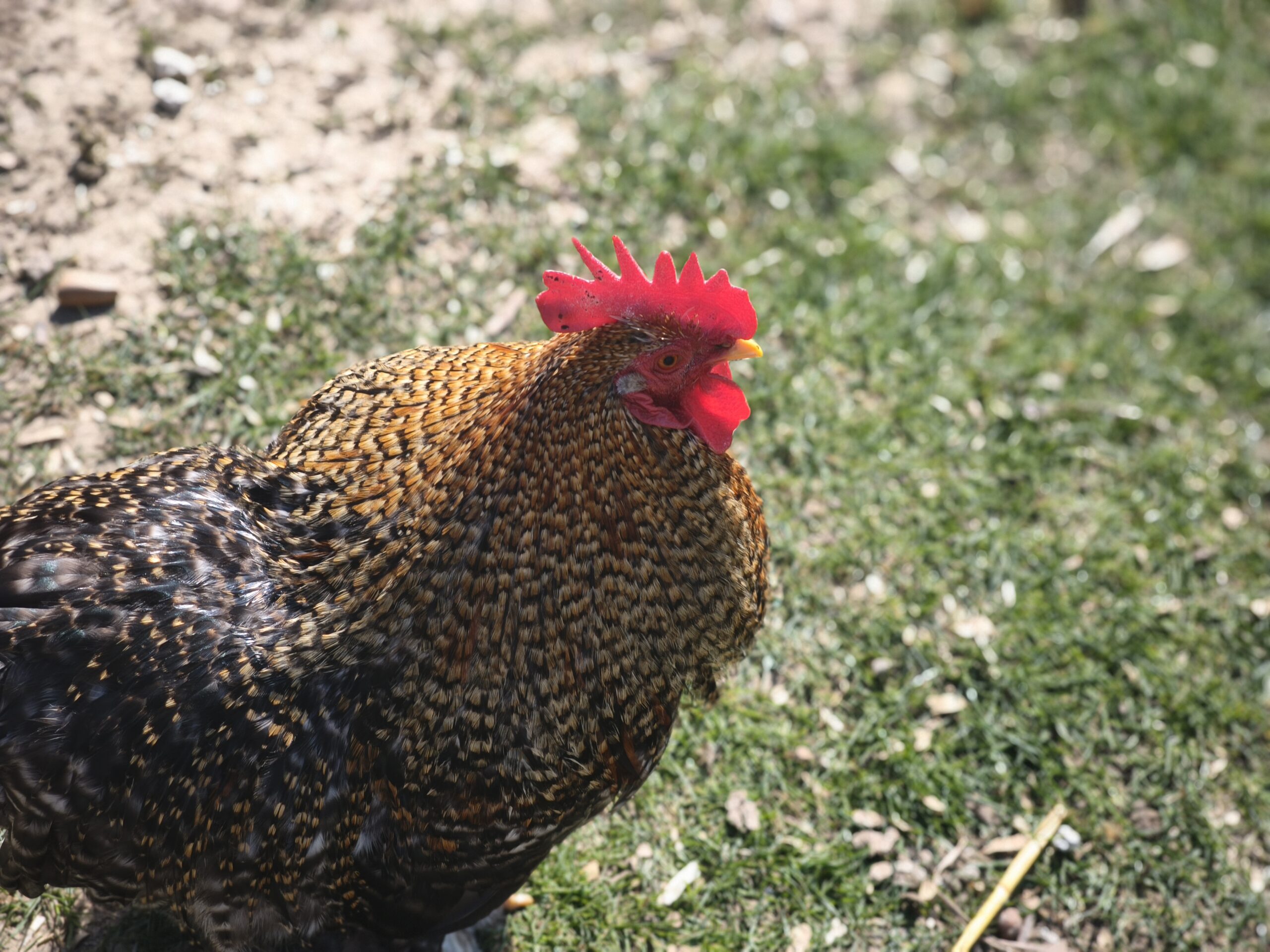 la-maisonnee-st-animaux_2
